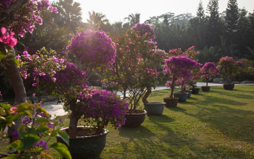 現(xiàn)在去深圳蓮花山公園要門票嗎